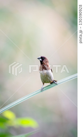 Bird (Scaly-breasted Munia) in a nature wild Bird (Scaly-breasted Munia) in a nature wild 130390928