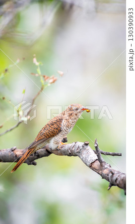 Bird (Plaintive Cuckoo) in a nature wild 130390933