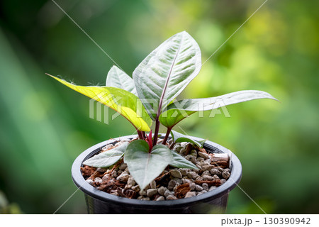 Greenery background nature plant leaf (Anthurium) Greenery background nature plant leaf (Anthurium) 130390942