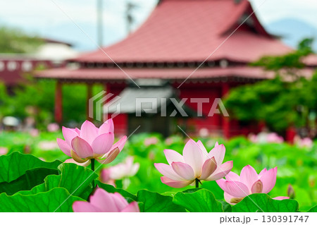 夏の猿賀公園 夏の猿賀公園 130391747
