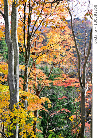 日本の秋　林床の紅葉　新潟県十日町市　 130391859