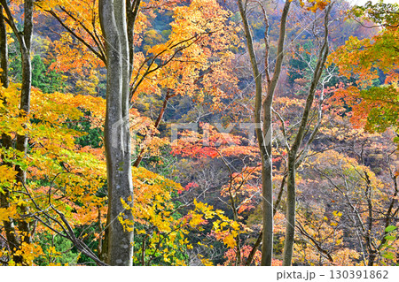 日本の秋　林床の紅葉　新潟県十日町市　 130391862