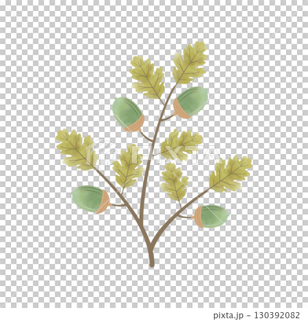 Watercolor acorn illustration (with branches and leaves, green) 130392082
