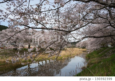宇治田原町の桜のトンネル	 130392399