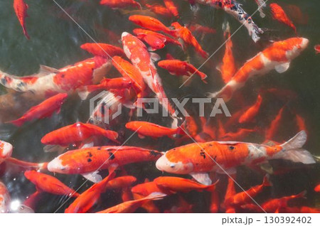錦鯉と金魚の涼やかな彩り	 130392402
