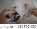 大型犬（ゴールデンレトリーバー）のデンタルケア（歯磨き）の様子 130392430