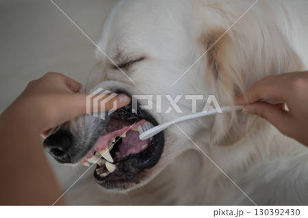 大型犬（ゴールデンレトリーバー）のデンタルケア（歯磨き）の様子 130392430