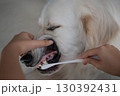 大型犬（ゴールデンレトリーバー）のデンタルケア（歯磨き）の様子 130392431