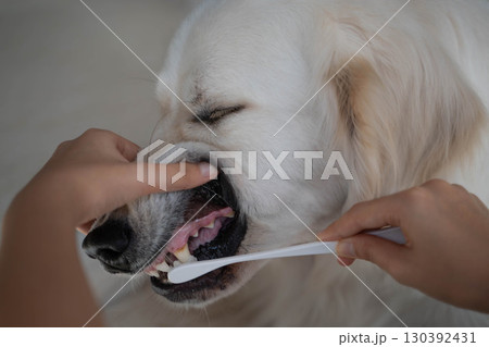 大型犬(ゴールデンレトリーバー)のデンタルケア(歯磨き)の様子 大型犬(ゴールデンレトリーバー)のデンタルケア(歯磨き)の様子 130392431