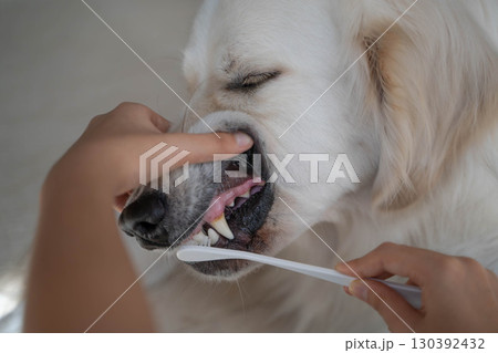 大型犬（ゴールデンレトリーバー）のデンタルケア（歯磨き）の様子 130392432