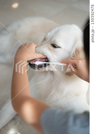 大型犬（ゴールデンレトリーバー）のデンタルケア（歯磨き）の様子 130392478