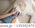 大型犬（ゴールデンレトリーバー）のデンタルケア（歯磨き）の様子 130392479