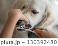 大型犬（ゴールデンレトリーバー）のデンタルケア（歯磨き）の様子 130392480