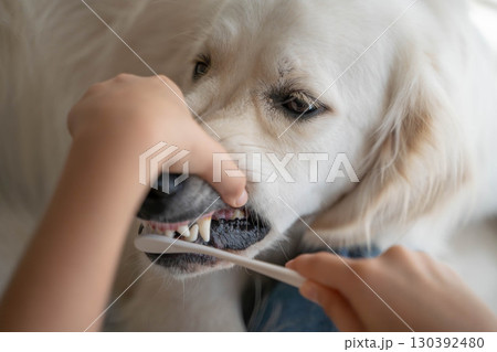 大型犬(ゴールデンレトリーバー)のデンタルケア(歯磨き)の様子 大型犬(ゴールデンレトリーバー)のデンタルケア(歯磨き)の様子 130392480