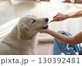 大型犬（ゴールデンレトリーバー）のデンタルケア（歯磨き）の様子 130392481