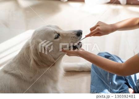 大型犬（ゴールデンレトリーバー）のデンタルケア（歯磨き）の様子 130392481