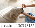 大型犬（ゴールデンレトリーバー）のデンタルケア（歯磨き）の様子 130392482