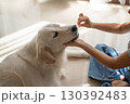 大型犬（ゴールデンレトリーバー）のデンタルケア（歯磨き）の様子 130392483