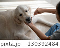大型犬（ゴールデンレトリーバー）のデンタルケア（歯磨き）の様子 130392484