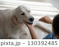 大型犬（ゴールデンレトリーバー）のデンタルケア（歯磨き）の様子 130392485