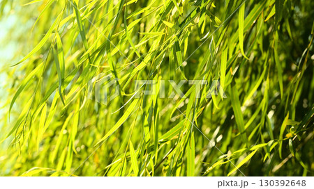 風になびく柳の葉 130392648