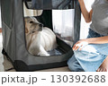 ソフトクレートに入るゴールデンレトリーバーと飼い主（ペットのしつけ・安心空間） 130392688