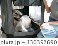 ソフトクレートに入るゴールデンレトリーバーと飼い主（ペットのしつけ・安心空間） 130392690