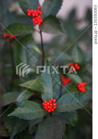 センリョウの赤い実 130393065