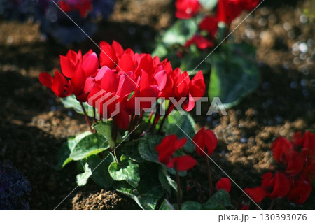 冬の花壇　ガーデンシクラメン の花 130393076