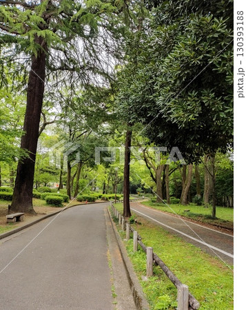 新緑の群馬の森 130393188