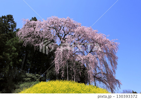 合戦場のシダレ桜 130393372