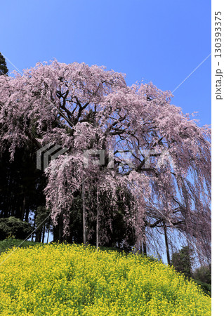 合戦場のシダレ桜 130393375
