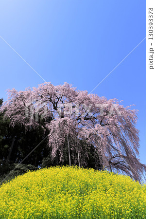 合戦場のシダレ桜 130393378