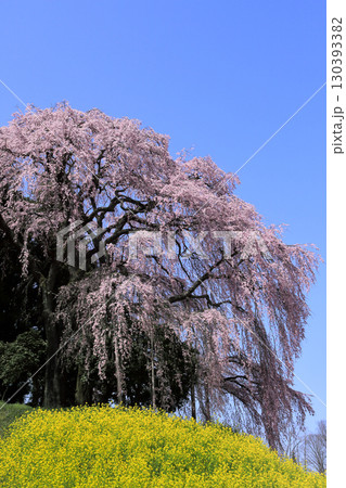 合戦場のシダレ桜 合戦場のシダレ桜 130393382