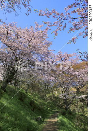 合戦場のサクラ 130393387