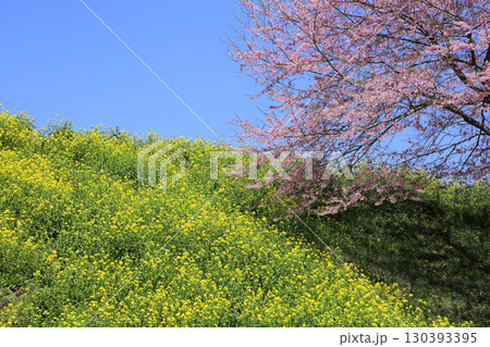 サクラとナノハナ 130393395