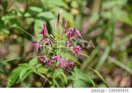 赤紫色のクレオメの花穂をクローズアップ 赤紫色のクレオメの花穂をクローズアップ 130393425
