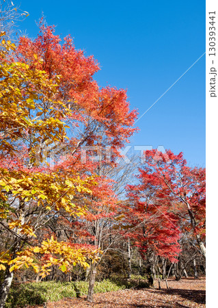 紅葉　もみじ 130393441