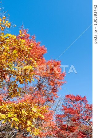 紅葉　もみじ 130393442
