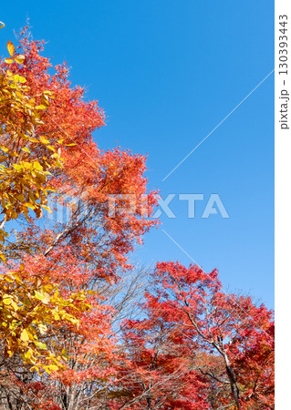 紅葉　もみじ 130393443