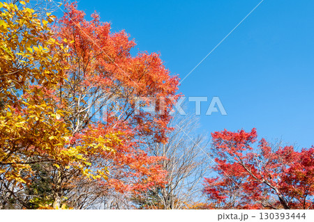 紅葉　もみじ 130393444