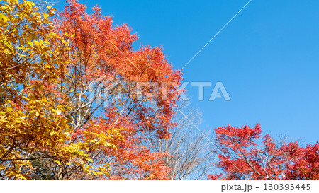 紅葉　もみじ 130393445