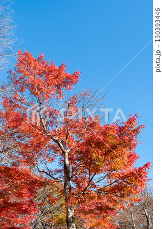 紅葉 もみじ 紅葉 もみじ 130393446