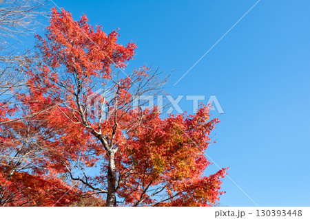 紅葉　もみじ 130393448
