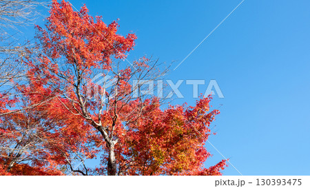 紅葉　もみじ 130393475