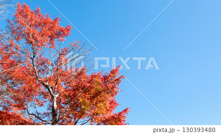 紅葉　もみじ 130393480