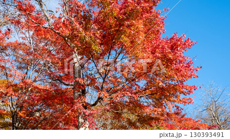 紅葉　もみじ 130393491