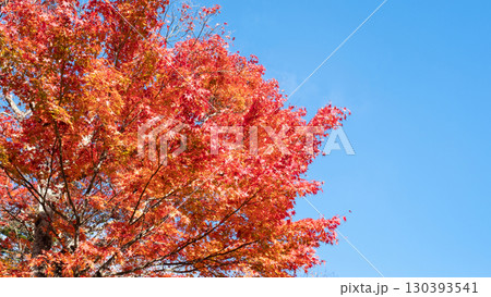 紅葉 もみじ 紅葉 もみじ 130393541