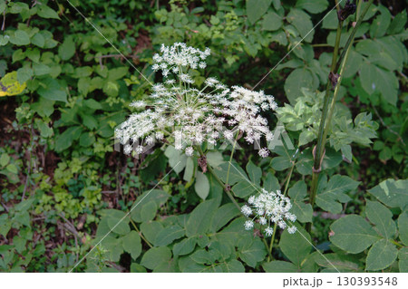 シシウド／放射状に広がる白い花／北八ヶ岳・長野県・8月 130393548