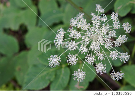 シシウド／放射状に咲く白い花／北八ヶ岳・長野県・8月 130393550